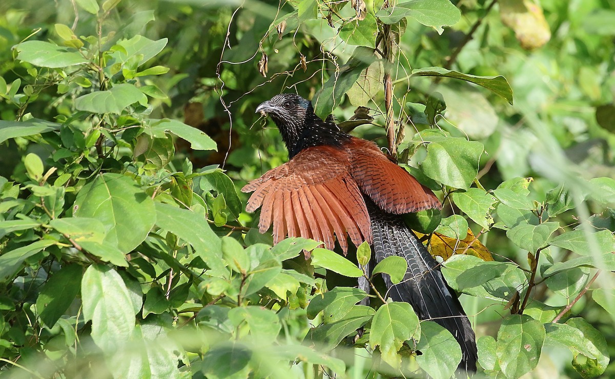 Black-throated Coucal - Chris Lansdell