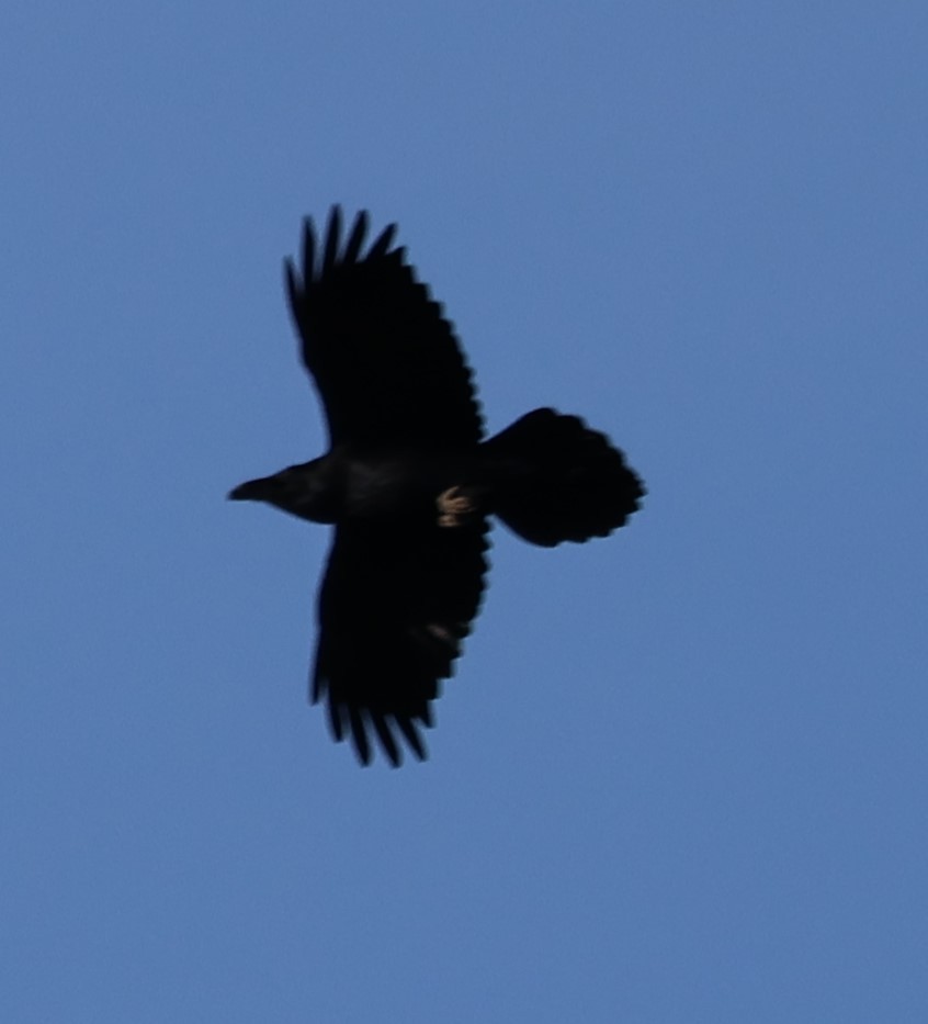 Common Raven - ML612377036