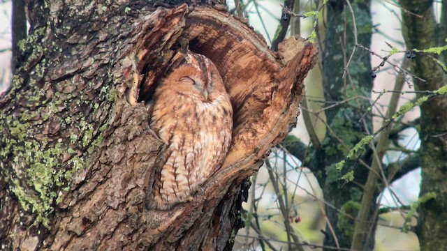 Tawny Owl - ML612377039