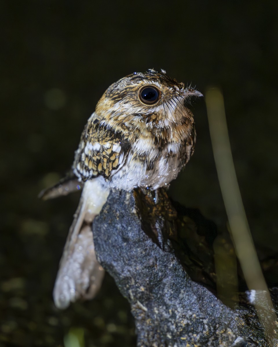 White-tailed Nightjar - Hank Davis