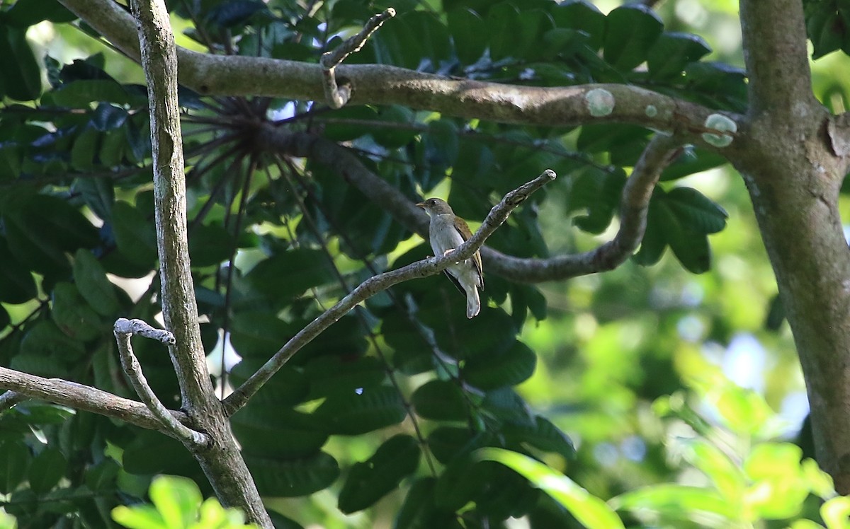 Yellow-footed Honeyguide - ML612377169