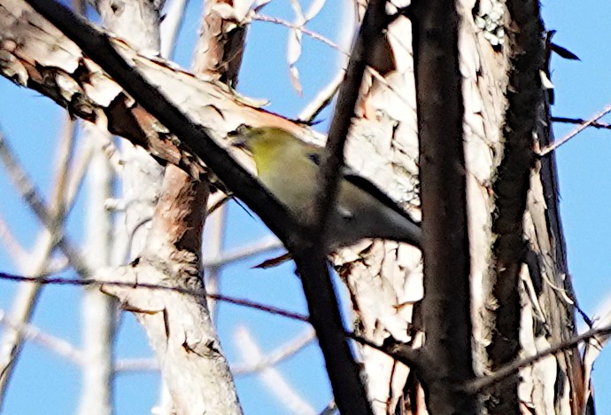 American Goldfinch - Prashant A