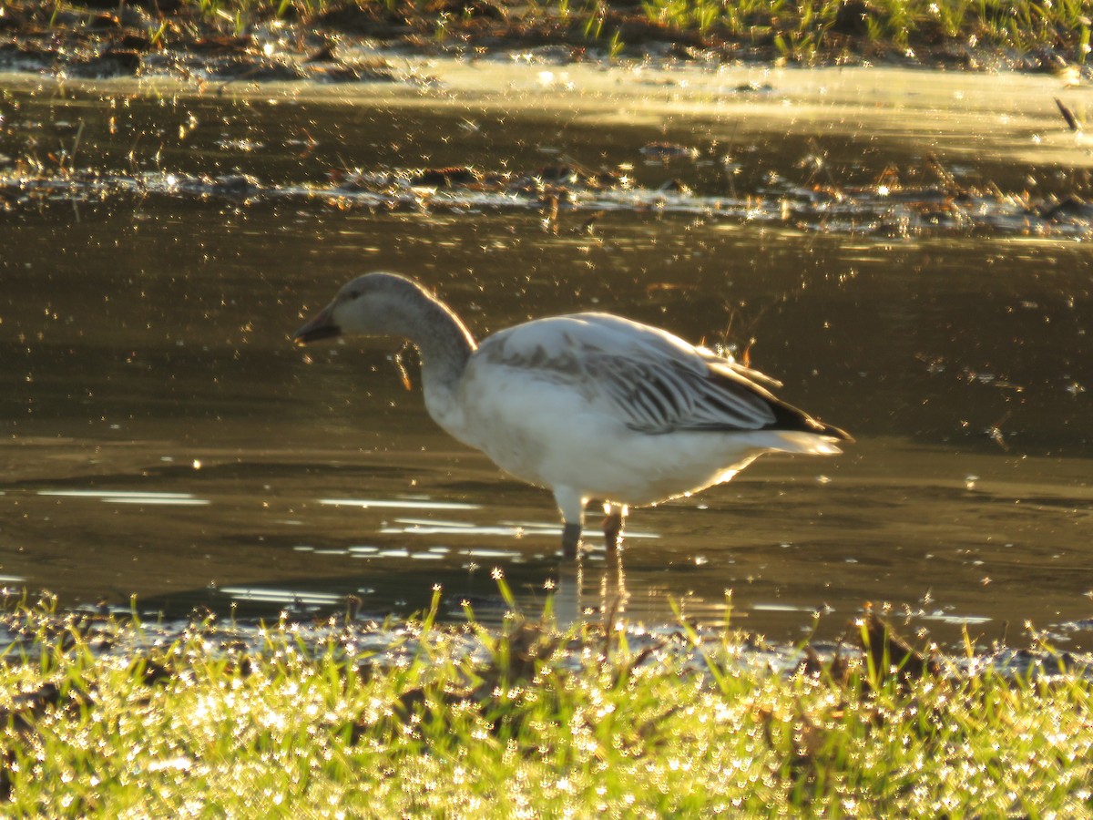 Snow Goose - ML612377204