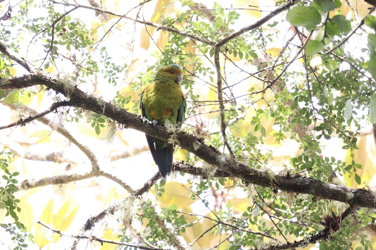 Indigo-winged Parrot - Pete Shen