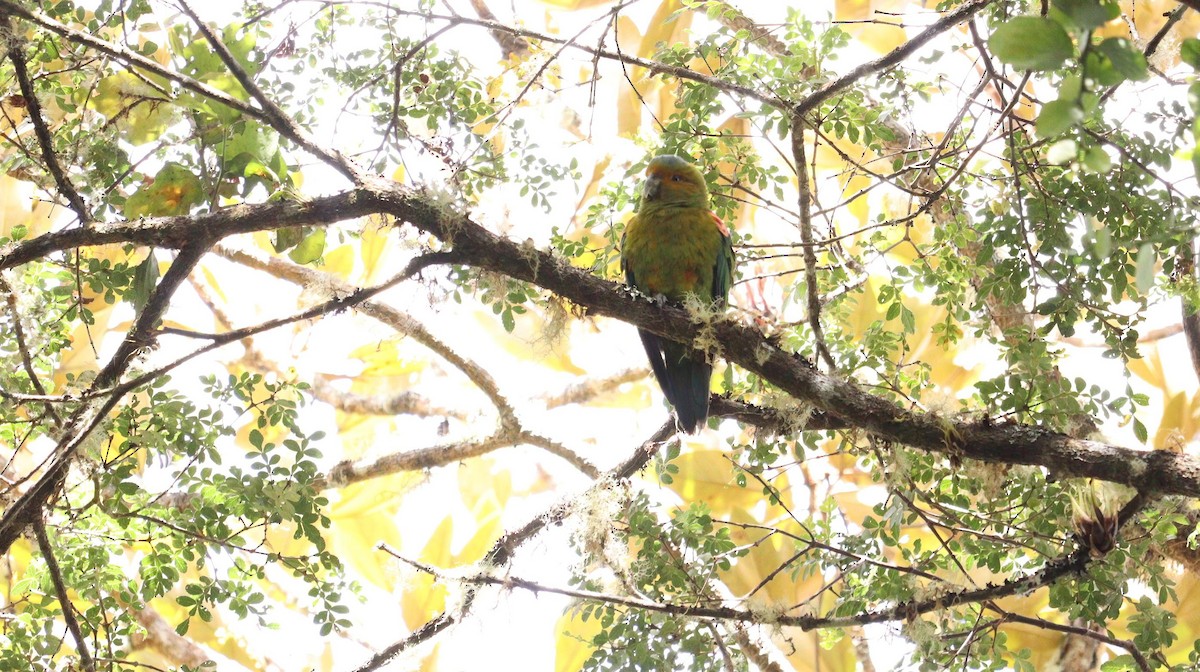 Indigo-winged Parrot - Pete Shen