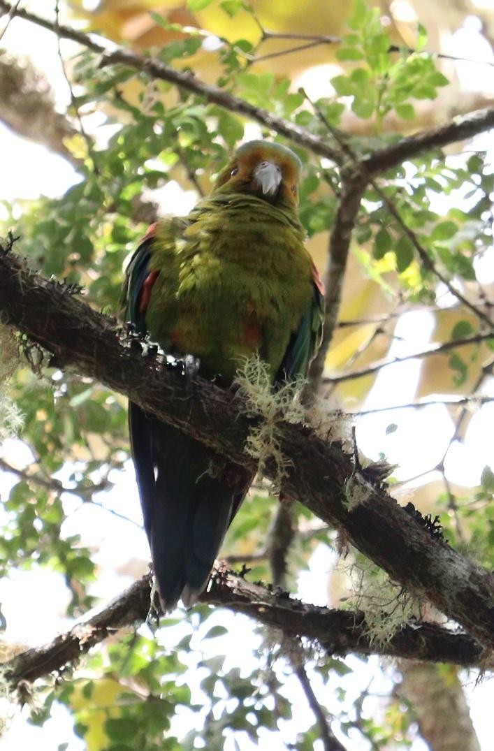 Indigo-winged Parrot - ML612377208