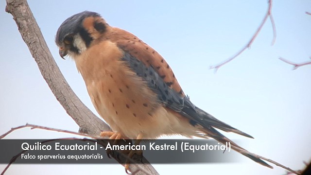 American Kestrel (South American) - ML612377215