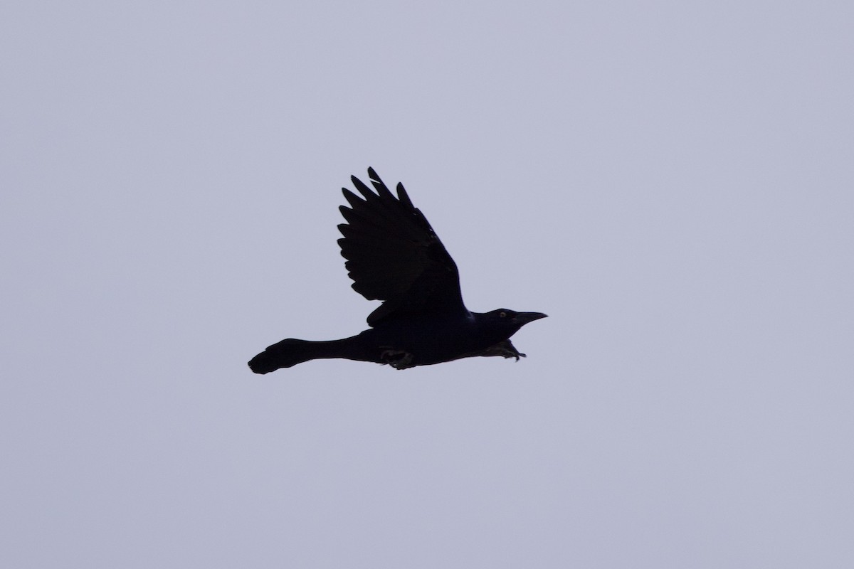 Great-tailed Grackle - ML612377241