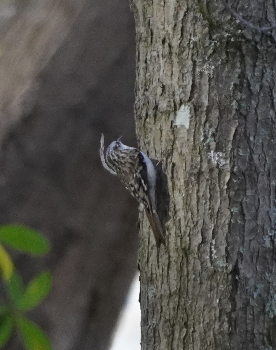 Brown Creeper - Prashant A