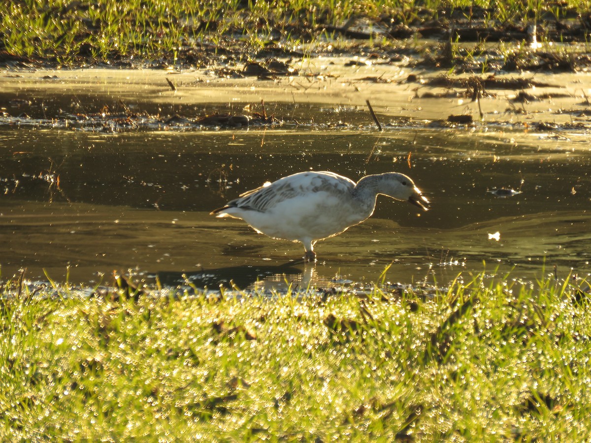 Snow Goose - ML612377280