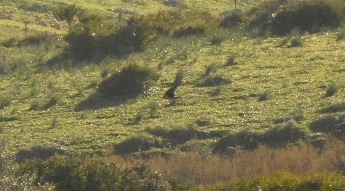 Саарал хэрээ - ML612377315