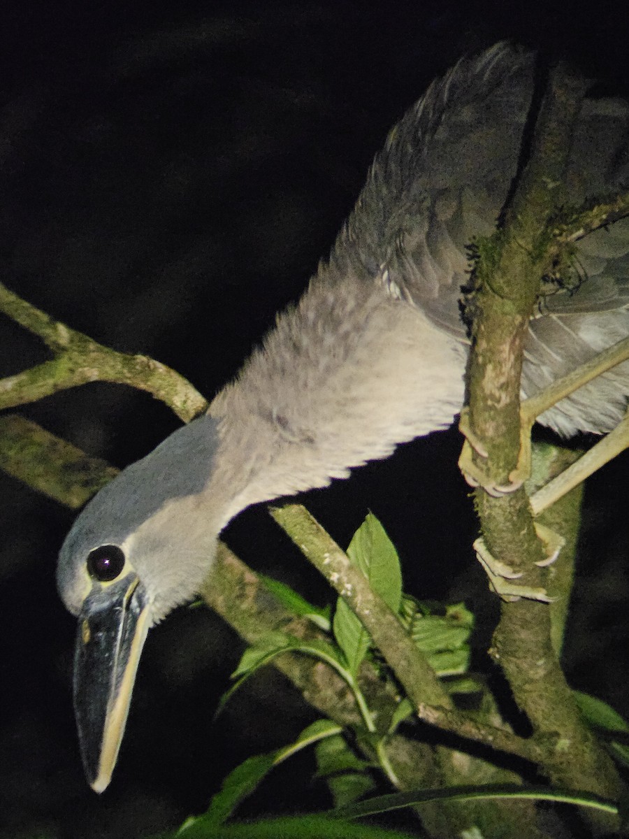 Boat-billed Heron - ML612377330