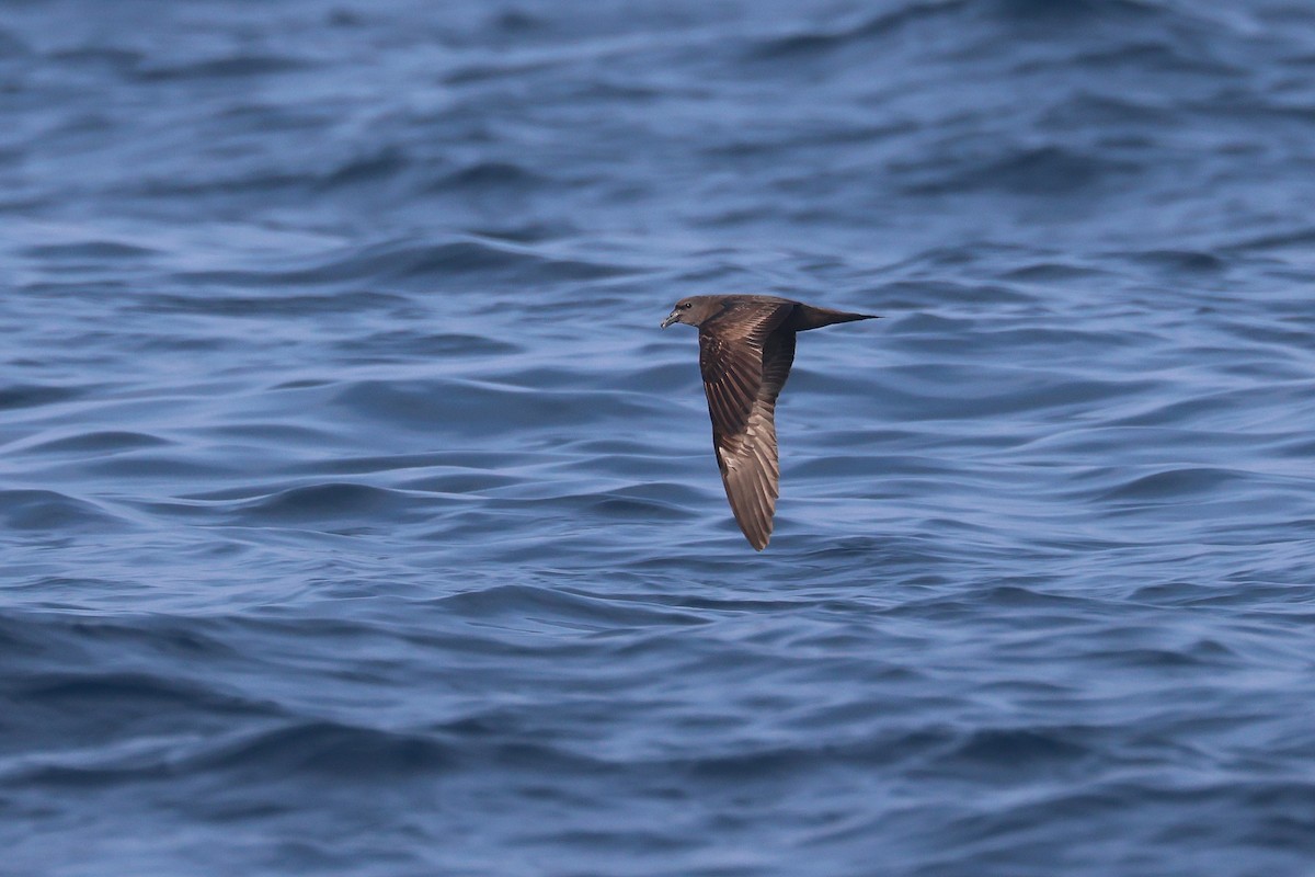 Jouanin's Petrel - ML612377355