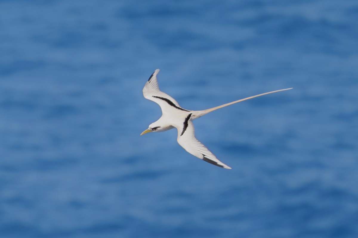 White-tailed Tropicbird - ML612377361