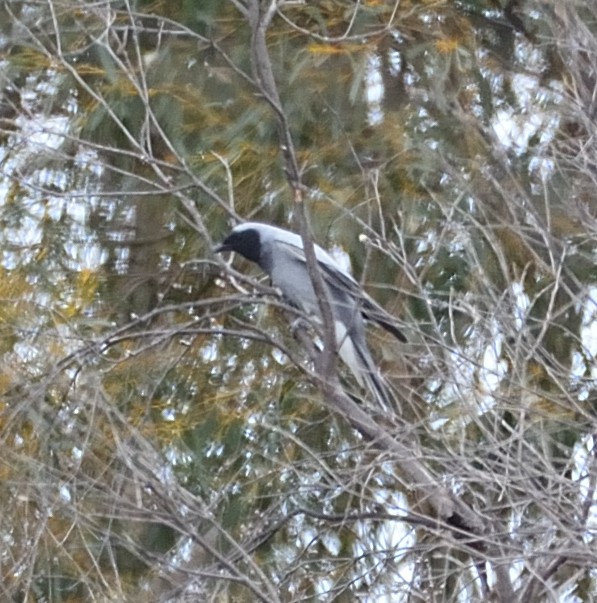 Black-faced Cuckooshrike - ML612377388