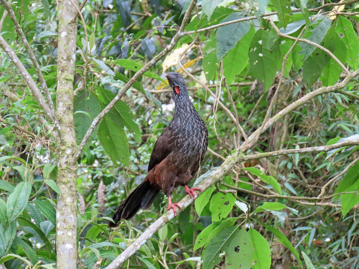 Andean Guan - ML612377404