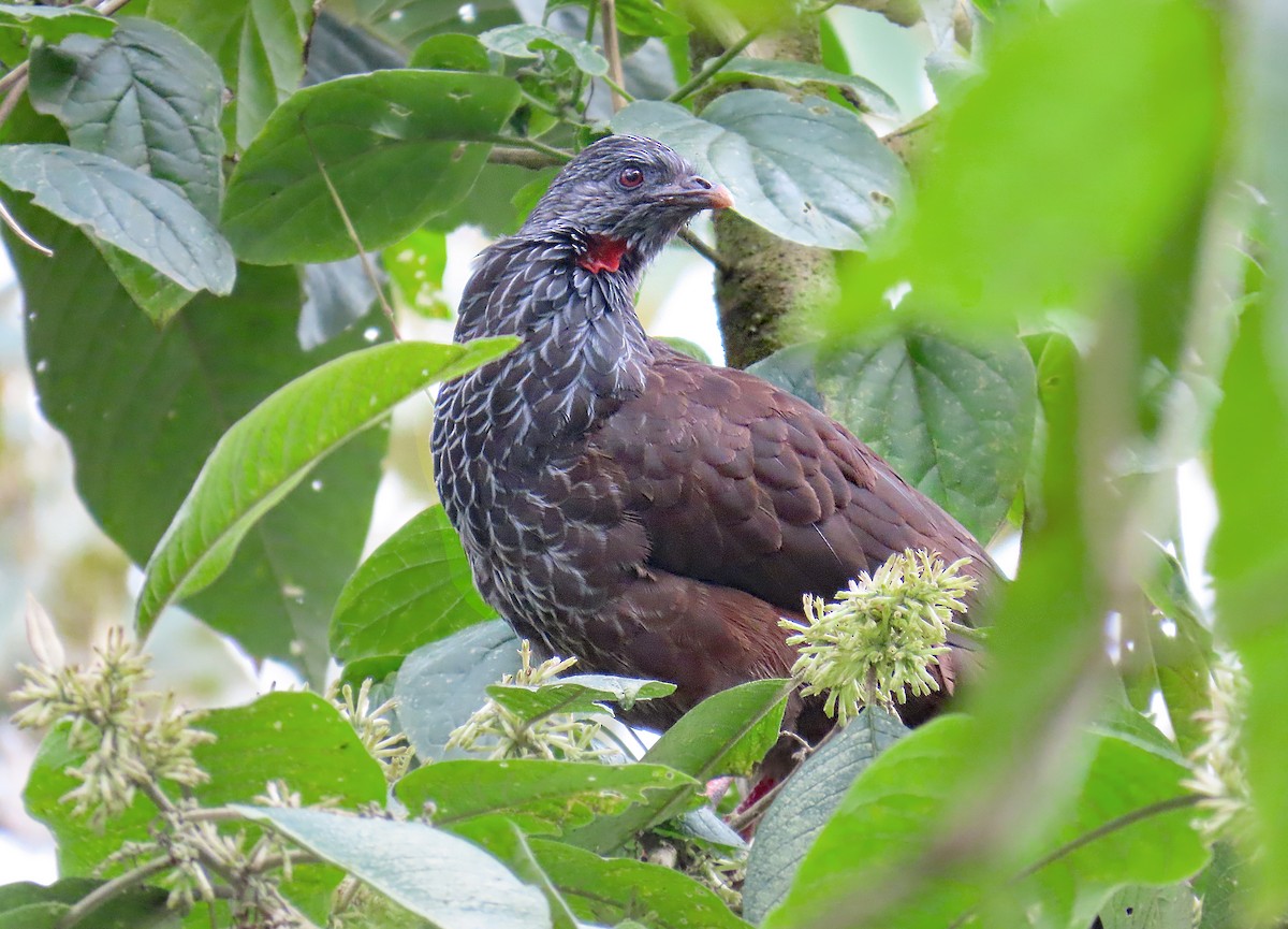 Andean Guan - ML612377408