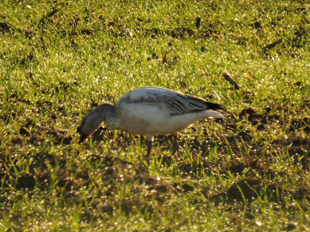 Snow Goose - ML612377418