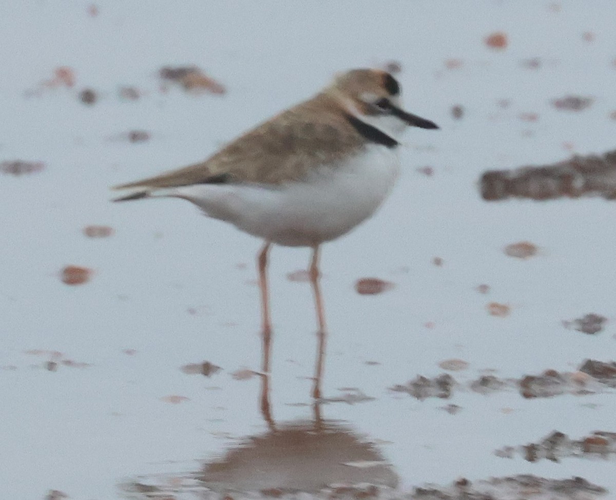 Collared Plover - ML612377430