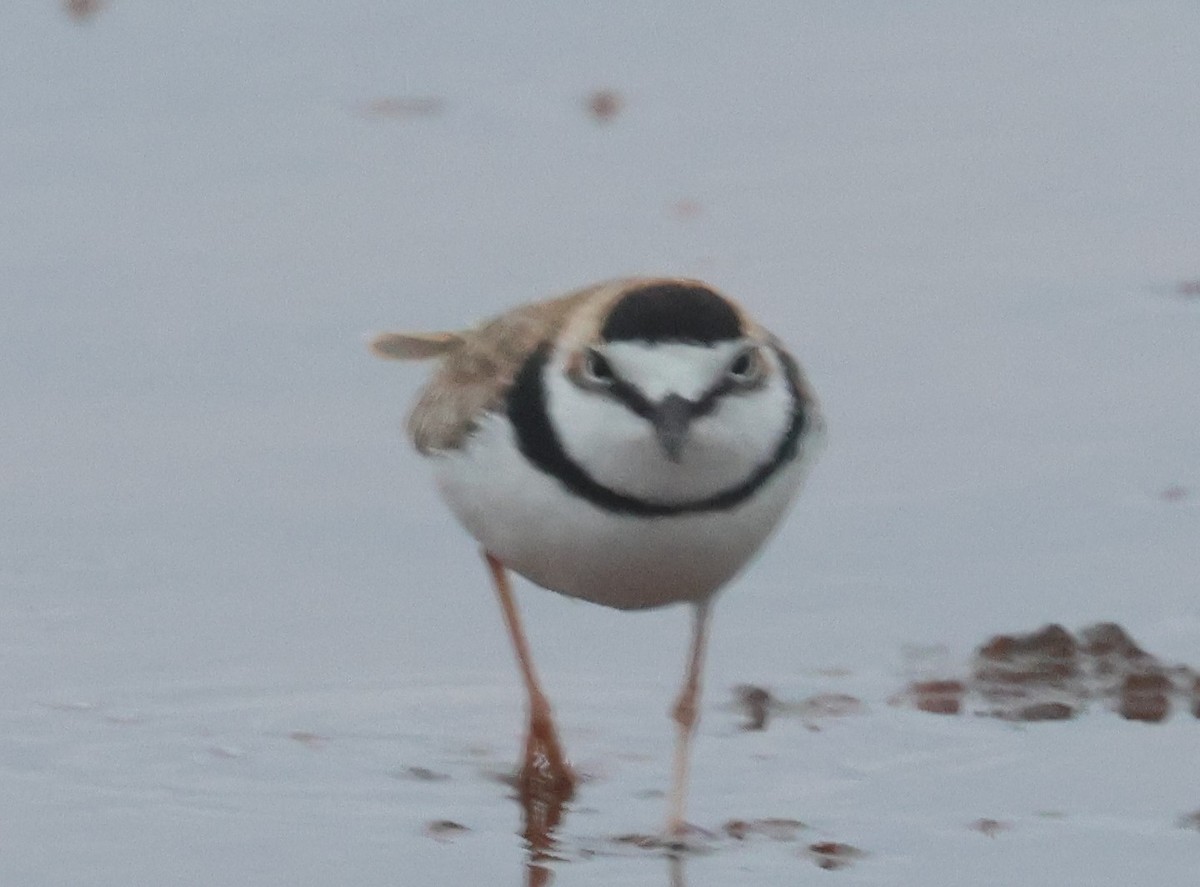 Collared Plover - ML612377432