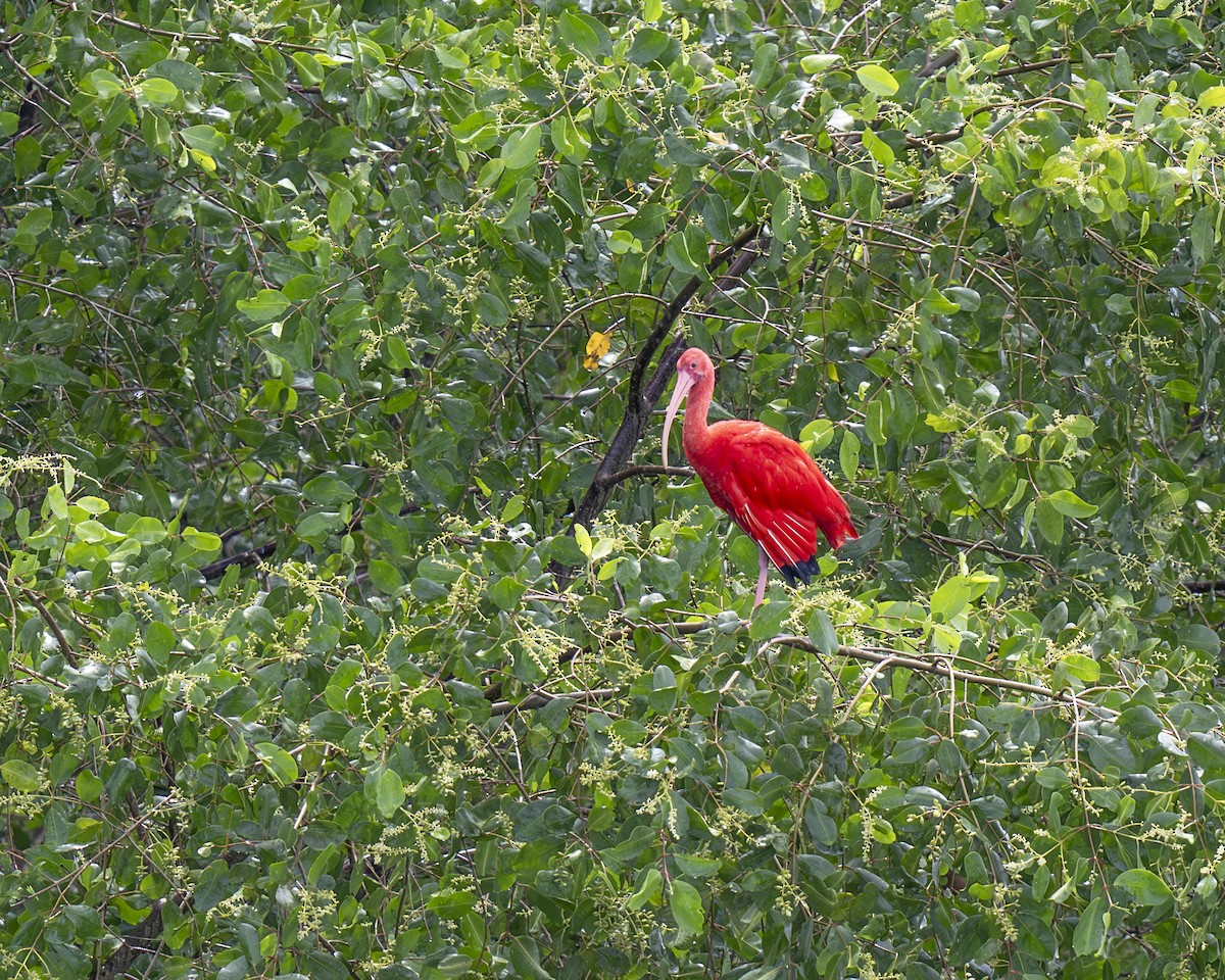 Scarlet Ibis - Hank Davis