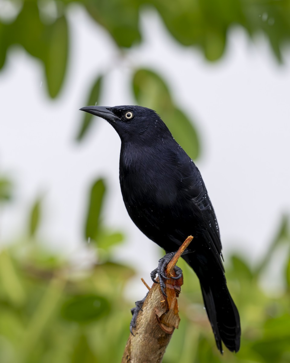 Carib Grackle - ML612377460