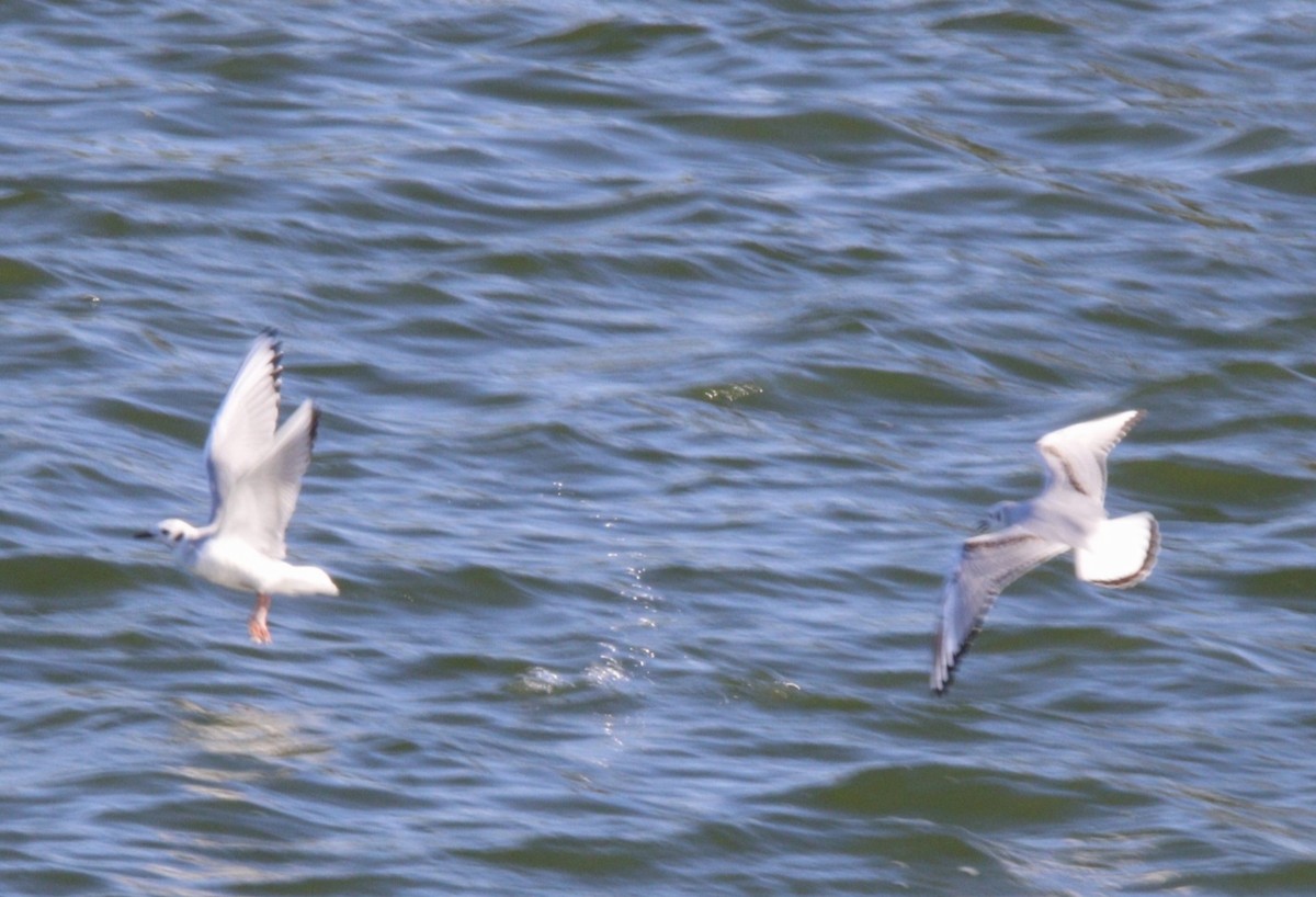 Mouette de Bonaparte - ML612377480