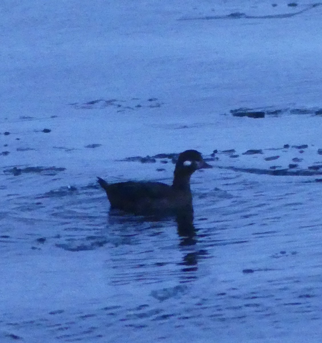 Harlequin Duck - T A