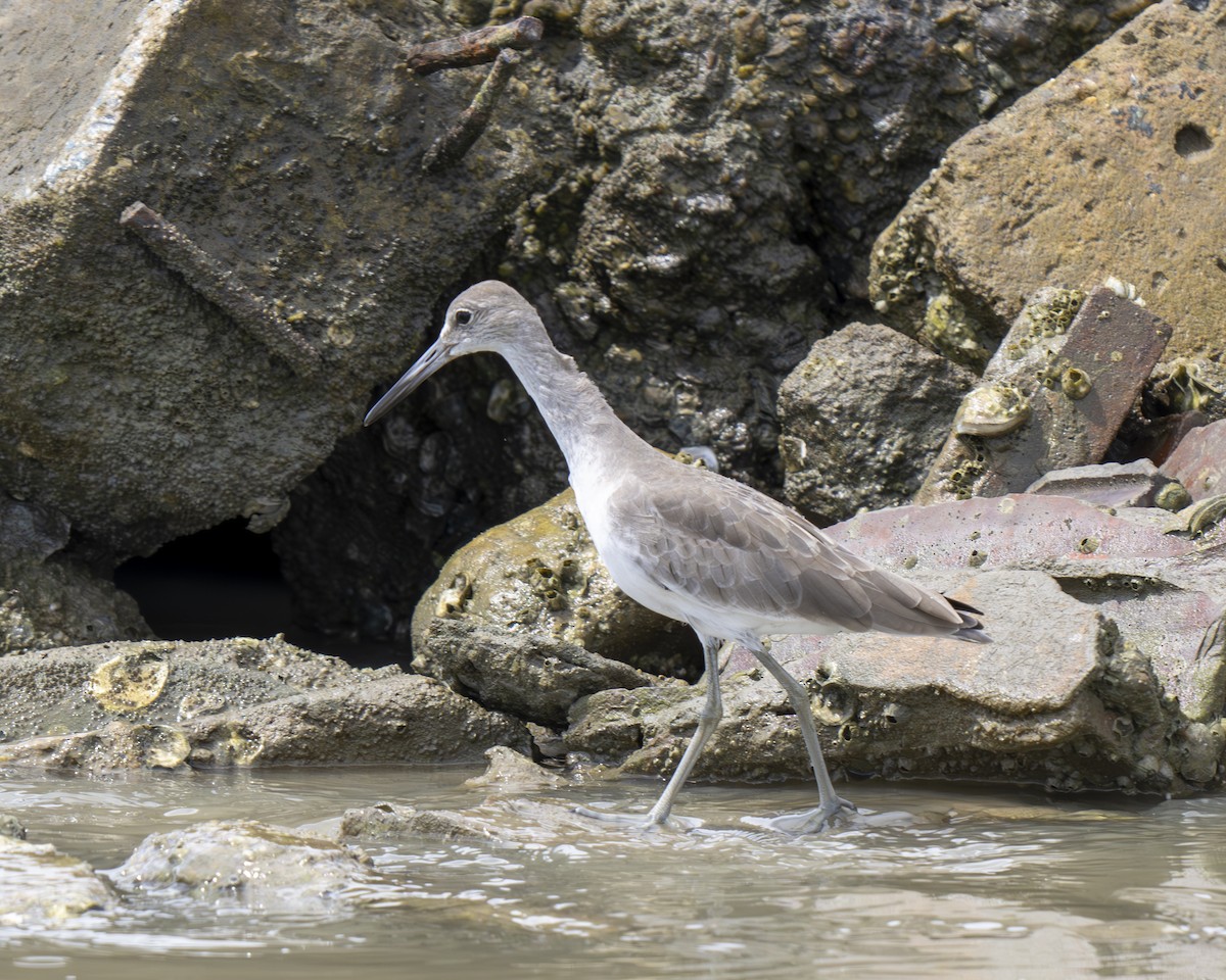 Willet - ML612377489