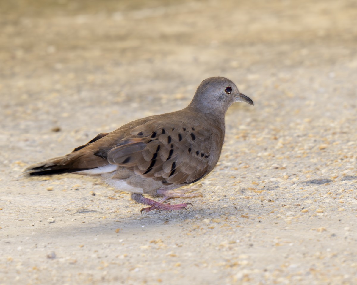 Ruddy Ground Dove - ML612377504