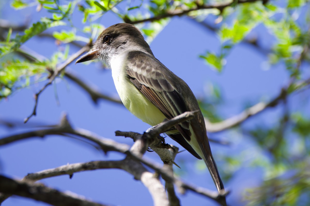 Brown-crested Flycatcher - Michael St John