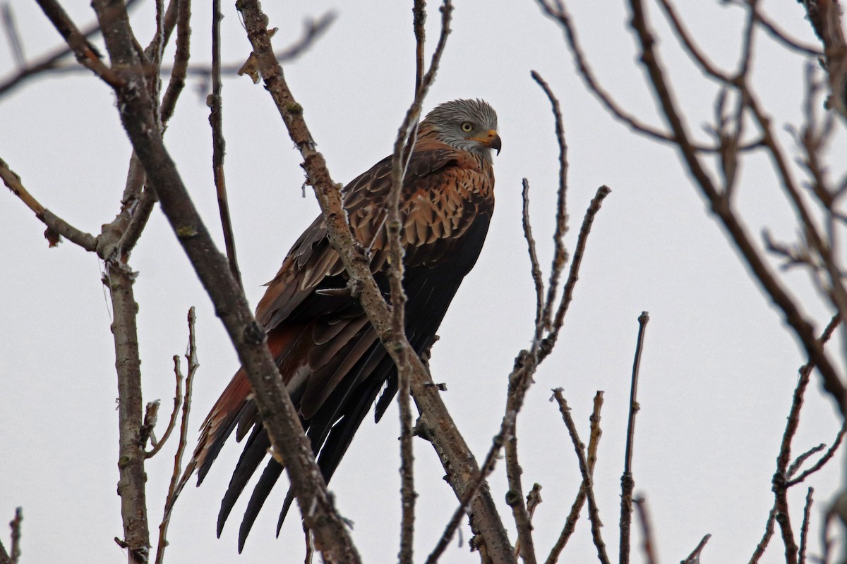 Red Kite - Joaquín Salinas