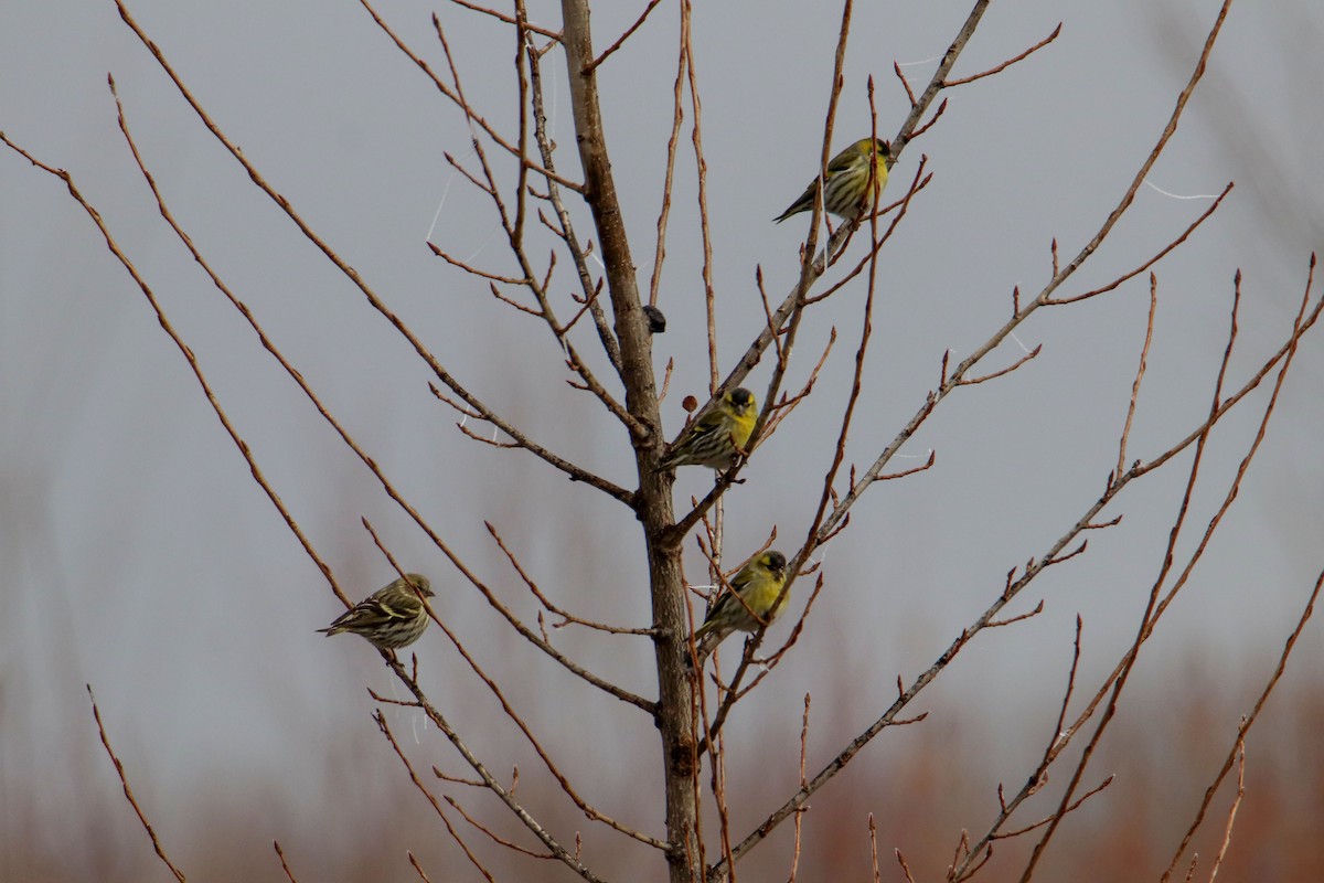 Eurasian Siskin - Joaquín Salinas