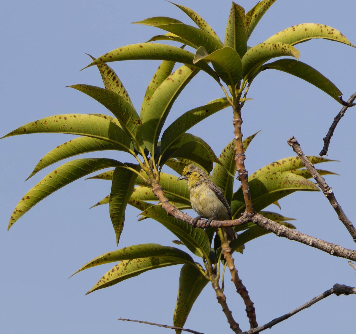 Yellow Penduline-Tit - ML612377687