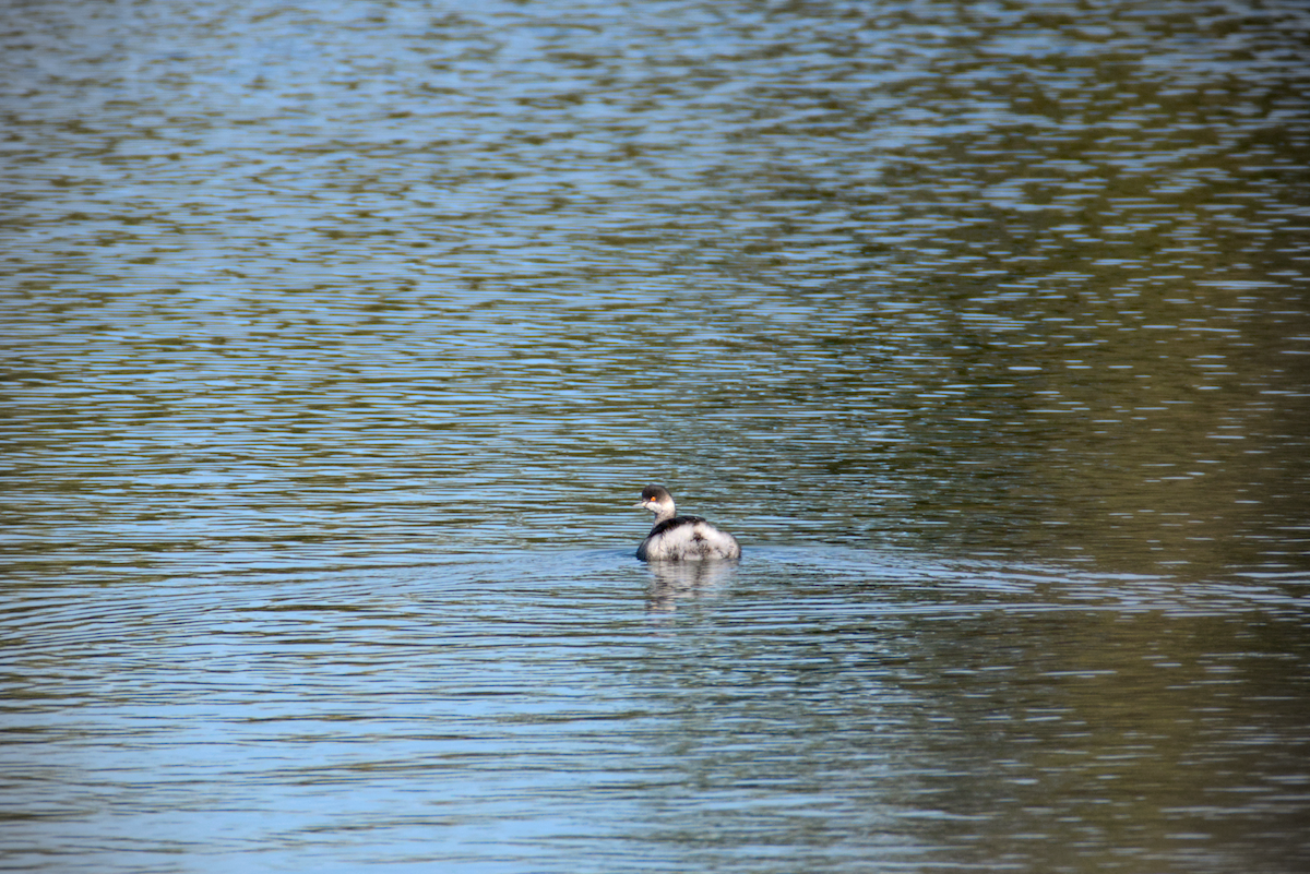 Eared Grebe - ML612377792