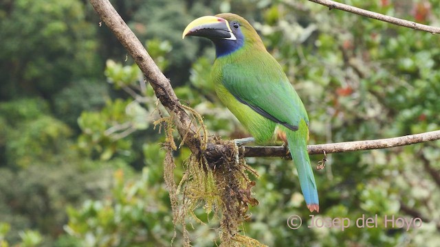 Toucanet émeraude - ML612377834