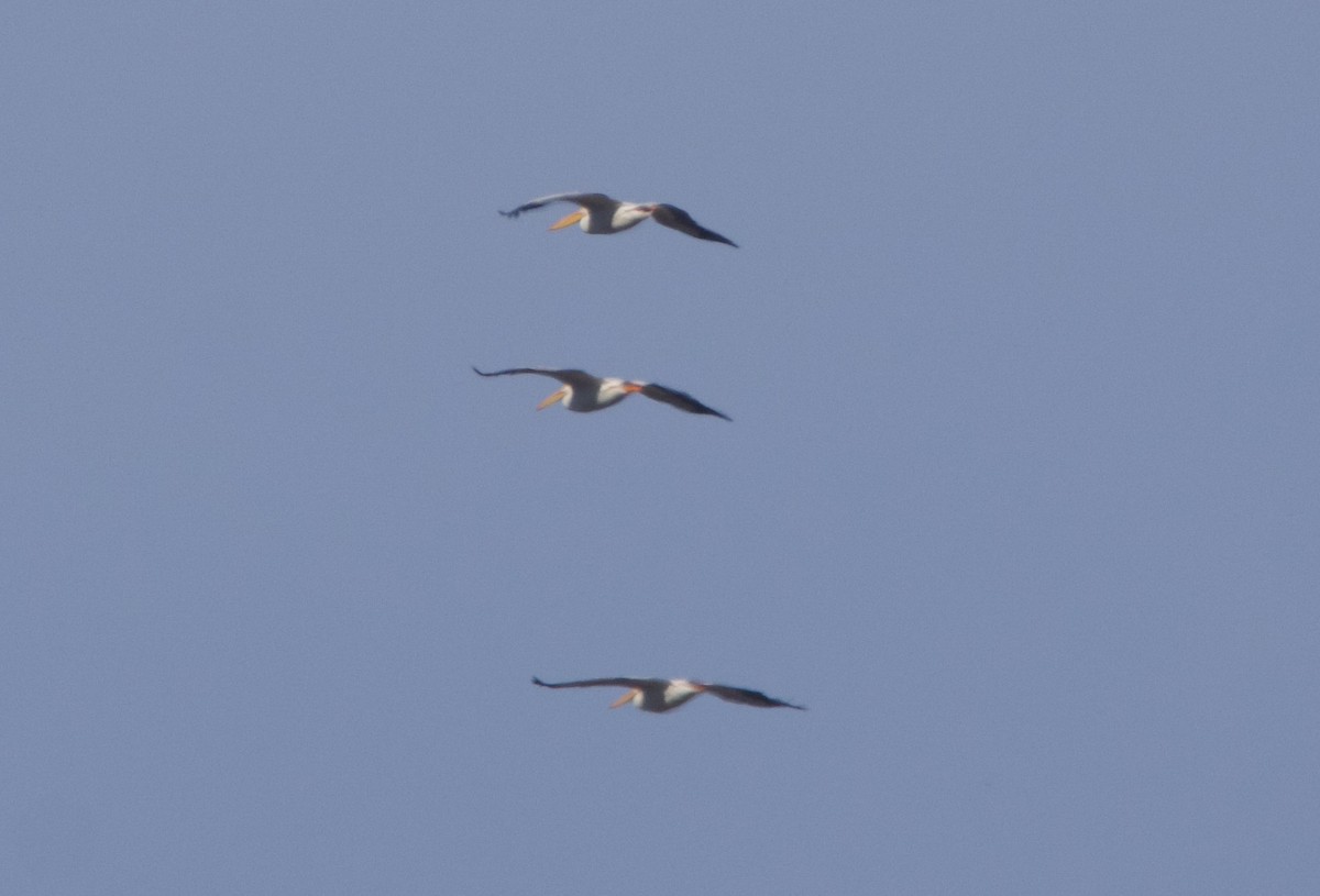 American White Pelican - ML612377862