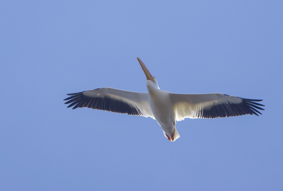 American White Pelican - ML612377863