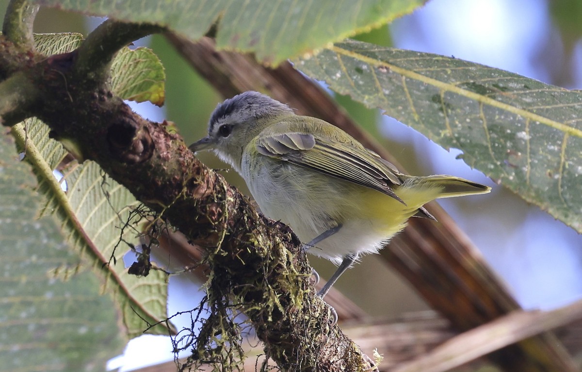 Vireo Chiví (grupo agilis) - ML612377898