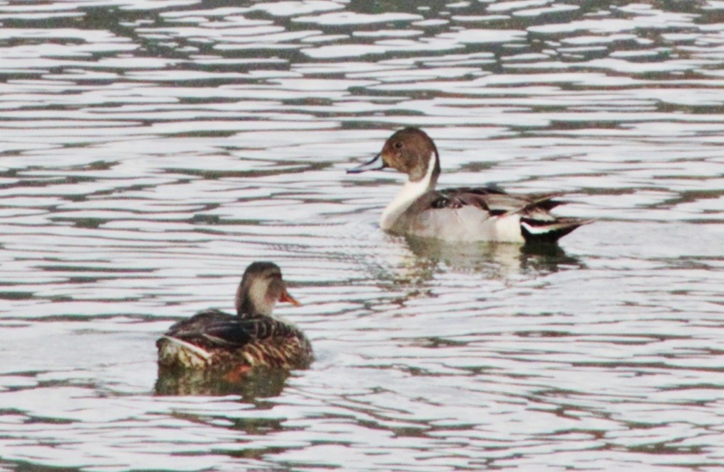 Northern Pintail - ML612378047