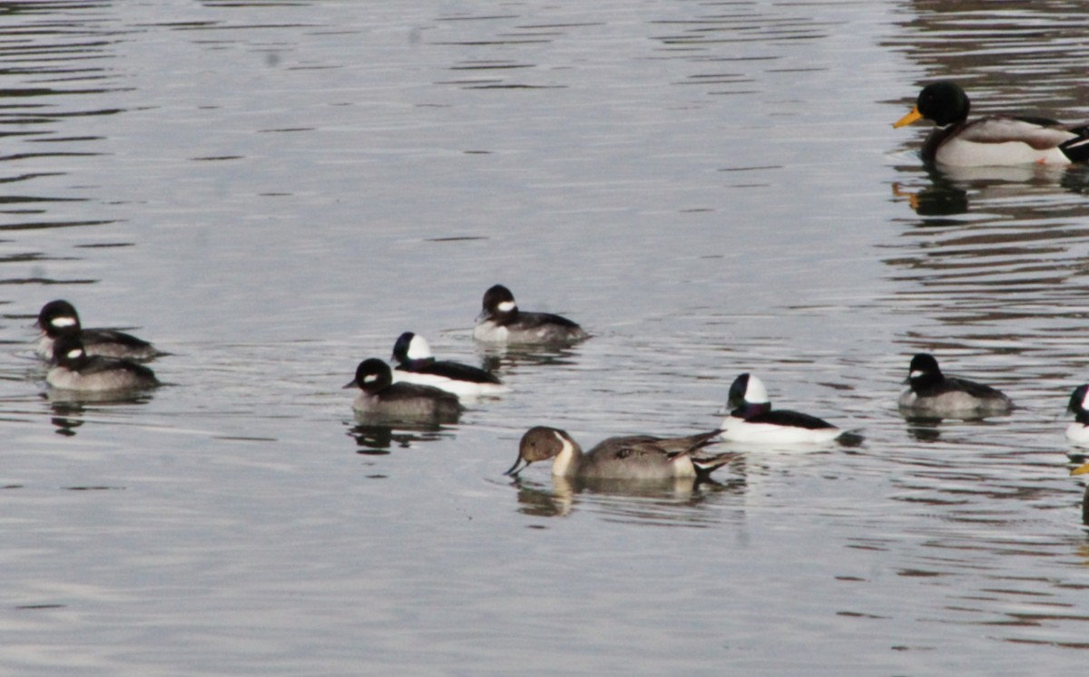 Northern Pintail - ML612378049