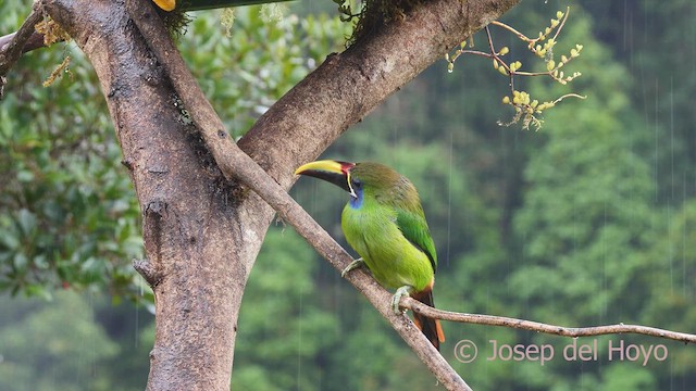 Northern Emerald-Toucanet - ML612378052