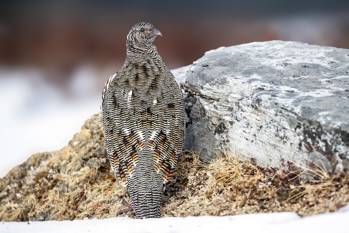 Snow Partridge - ML612378055