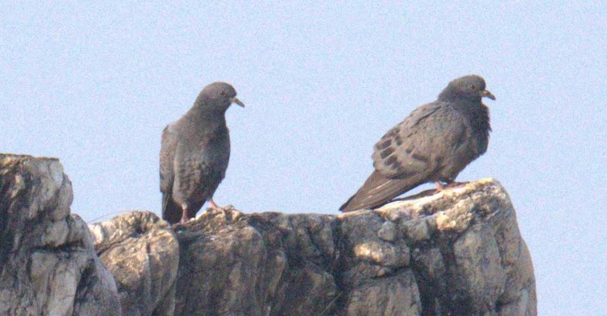 Rock Pigeon - AJAY ARNOLD