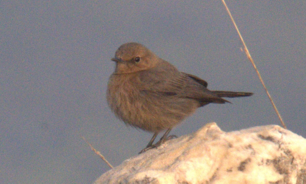 Brown Rock Chat - ML612378098