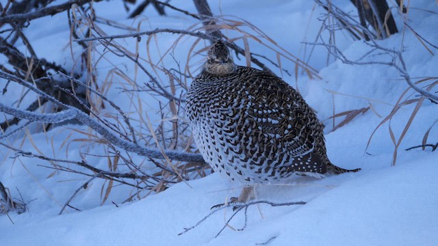 Sharp-tailed Grouse - ML612378104