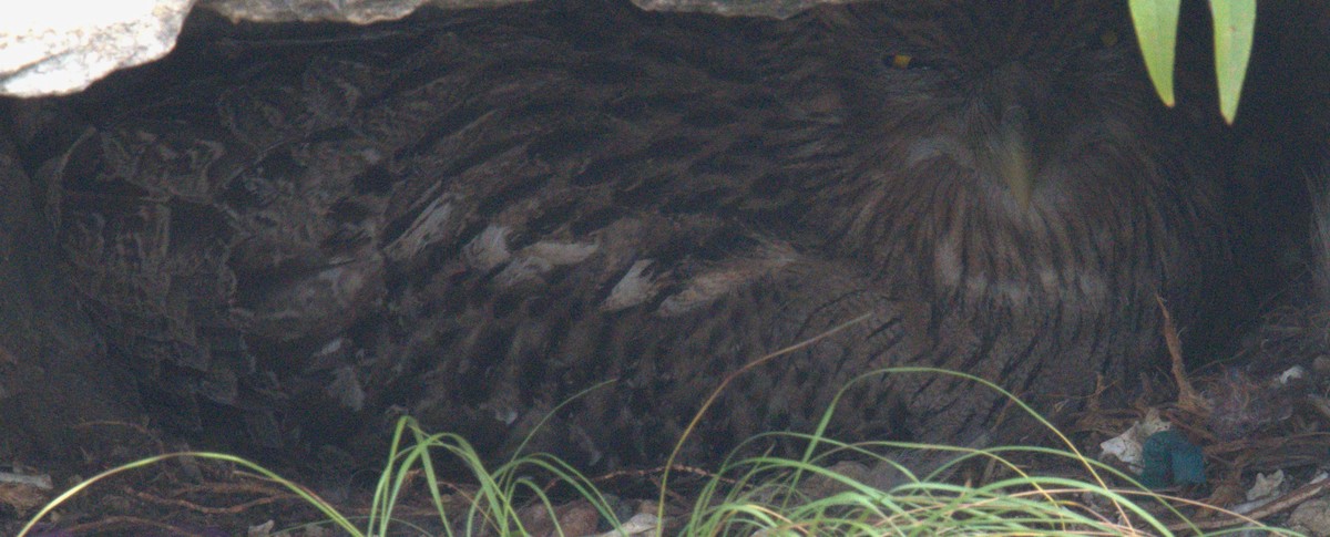 Brown Fish-Owl - ML612378135