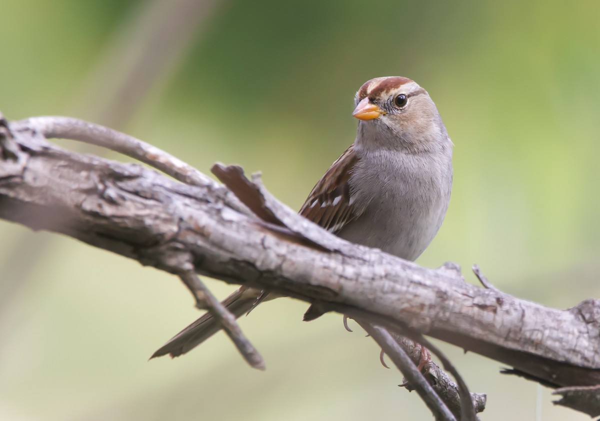 White-crowned Sparrow - ML612378138