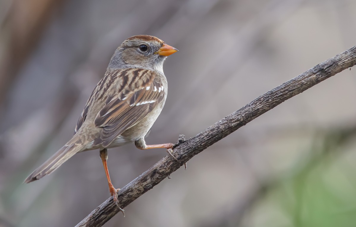 White-crowned Sparrow - ML612378139