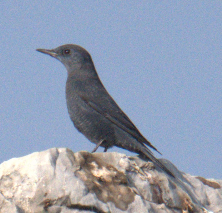 Blue Rock-Thrush - ML612378150